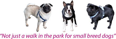 Not just a walk in the park for small breed dogs